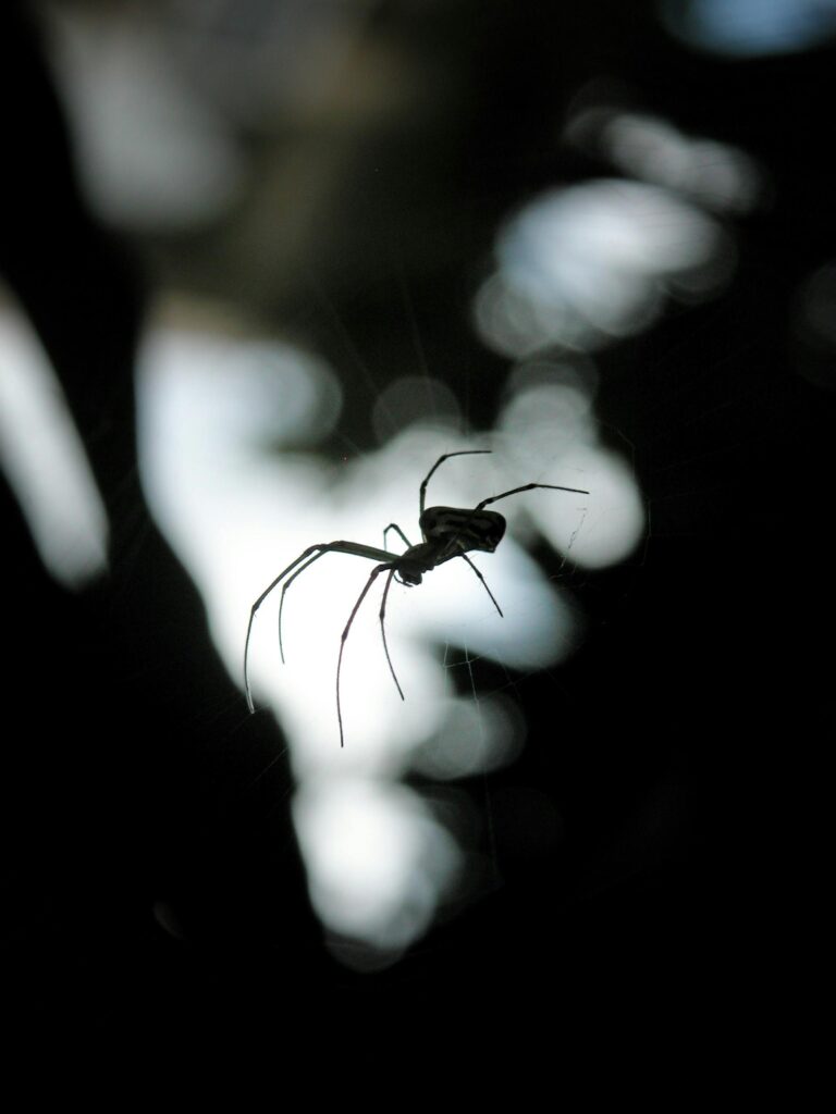 false light, spider weaving a web