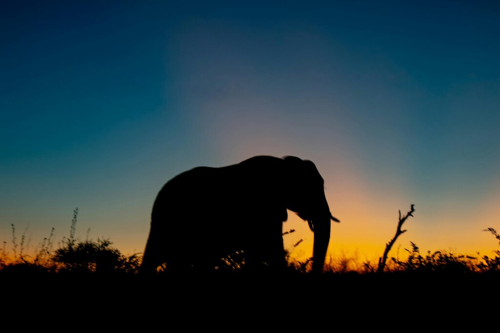 silhouette of an elephant, tale of ten blind men