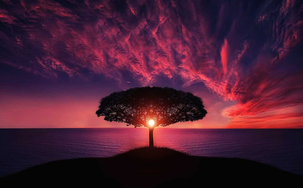 Moontime, beautiful image of a tree and a sky at sunset