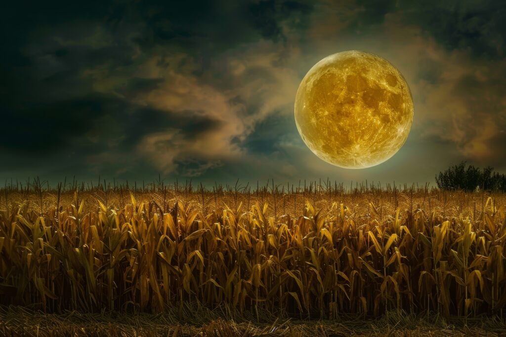 A stunning view of the full harvest moon rising over a field, radiating full moon energy