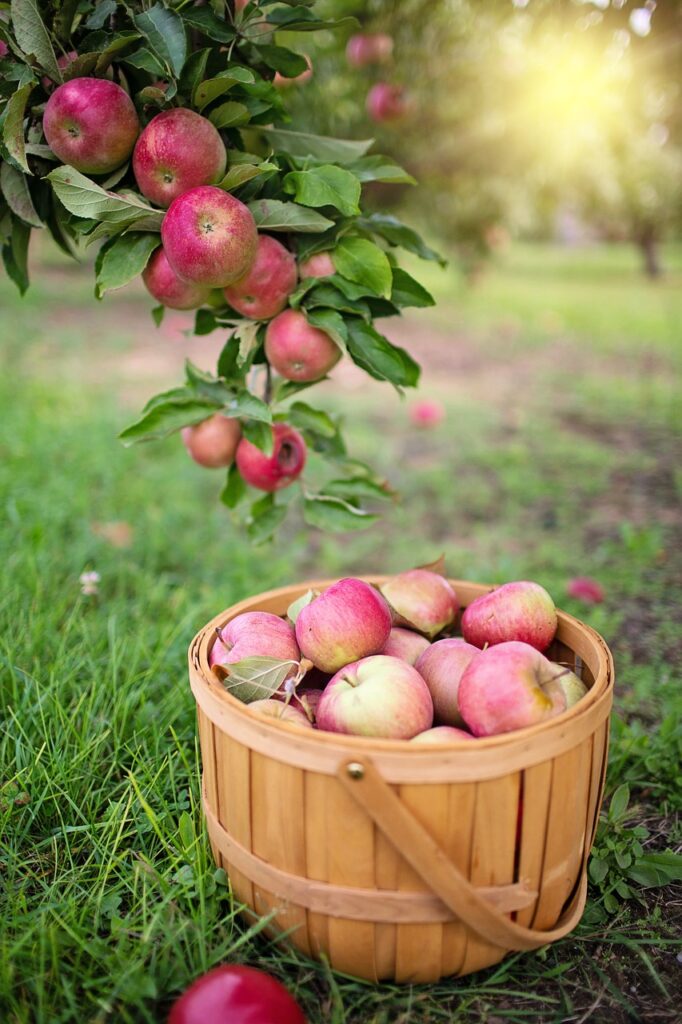 apples, apple orchard, apple picking, fall, autumn, harvest, nature, apples, apples, apple orchard, apple orchard, apple orchard, apple orchard, apple orchard, apple picking, apple picking, apple picking, fall, autumn, autumn