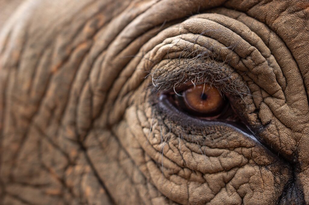 elephant's eye, elephant, pachyderm, close up, elephant face, big animal, mammal, animal, africa, wildlife, nature, wilderness, safari, wild animal, elephant, elephant, elephant, elephant, elephant